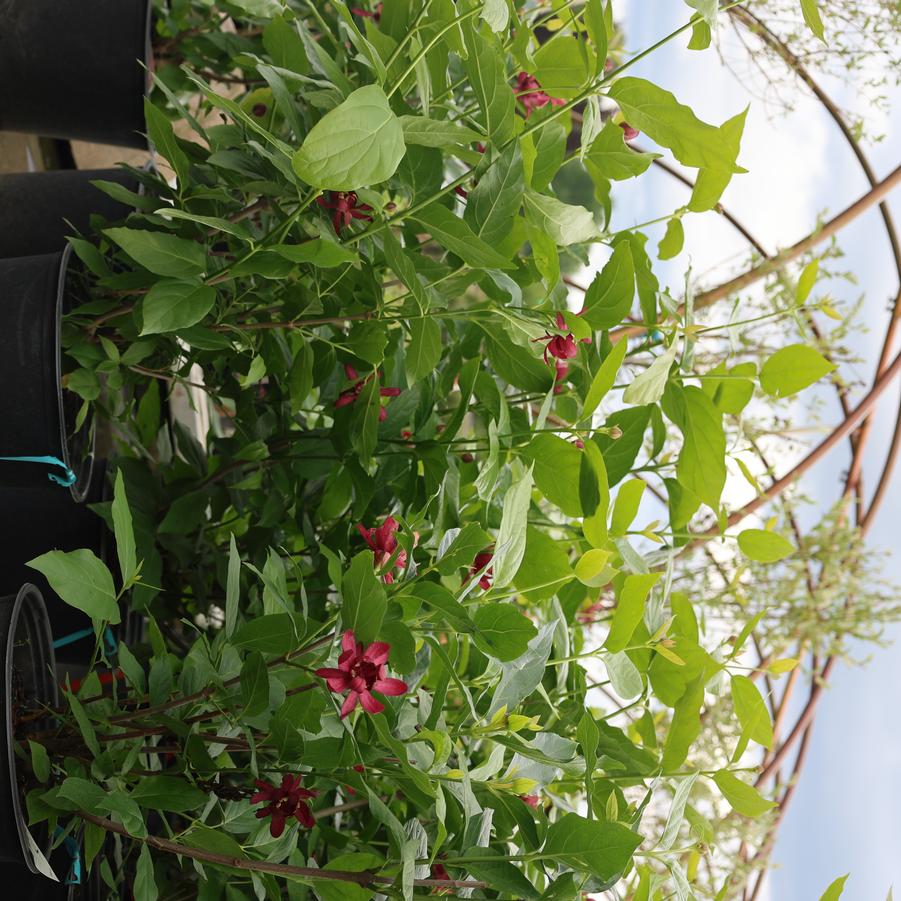 Calycanthus 'Aphrodite' - Sweetshrub from Great Lakes Landscape Supply