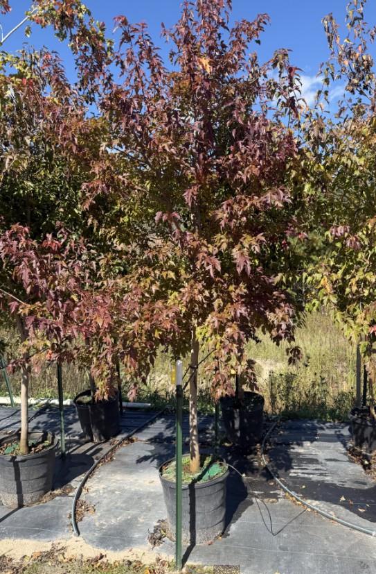 Acer ginnala 'Flame' #15 G TF - Amur Maple from Great Lakes Landscape Supply
