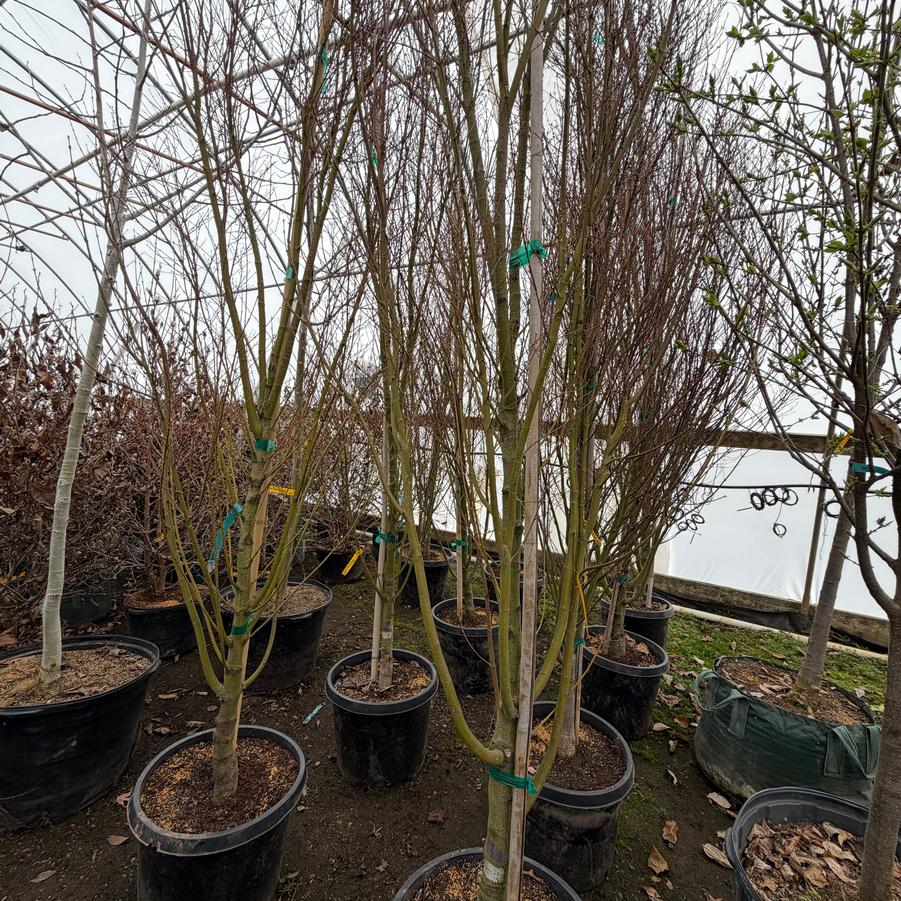 Acer palmatum 'Tsukasa Silhouette' - Japanese Maple from Great Lakes Landscape Supply