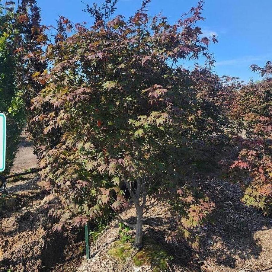 Acer palmatum var. atropurpureum Bloodgood