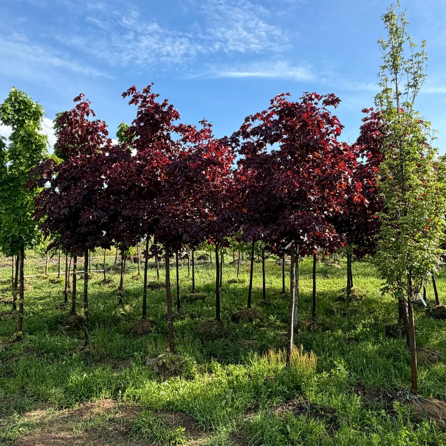 Acer platanoides 'Crimson King' - Norway Maple from Great Lakes Landscape Supply