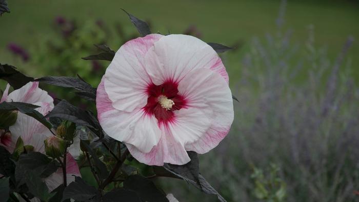 Hibiscus Summerific® 'Perfect Storm' - Rose Mallow from Walters Gardens