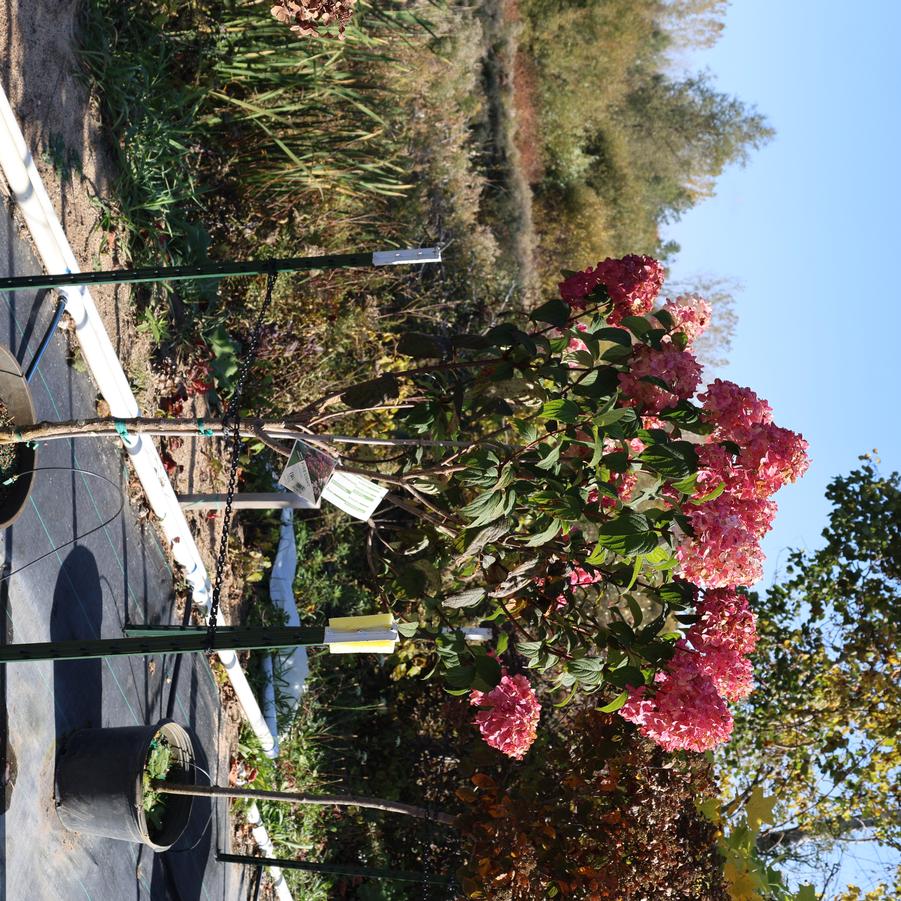 Hydrangea paniculata 'Fire Light®' - Panicle Hydrangea from Great Lakes Landscape Supply