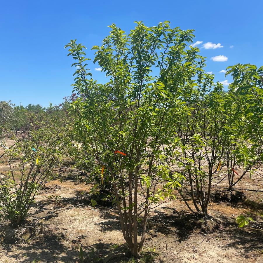 Malus 'Red Jewel™' - Crabapple from Great Lakes Landscape Supply