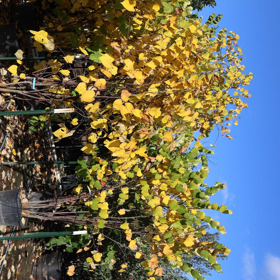 Cercis canadensis - Eastern Redbud from Great Lakes Landscape Supply