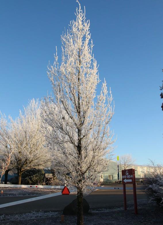 Quercus robur x alba 'Streetspire®' - Oak from J Frank Schmidt