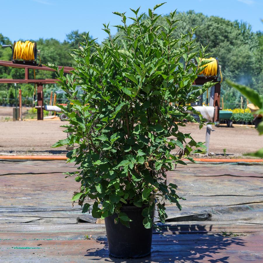 Syringa pubescens ssp. patula 'Miss Kim' - Lilac from Great Lakes Landscape Supply