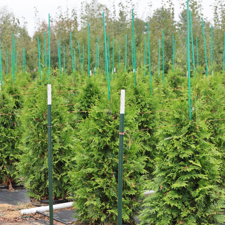 Thuja 'Green Giant' - Giant Arborvitae from Great Lakes Landscape Supply