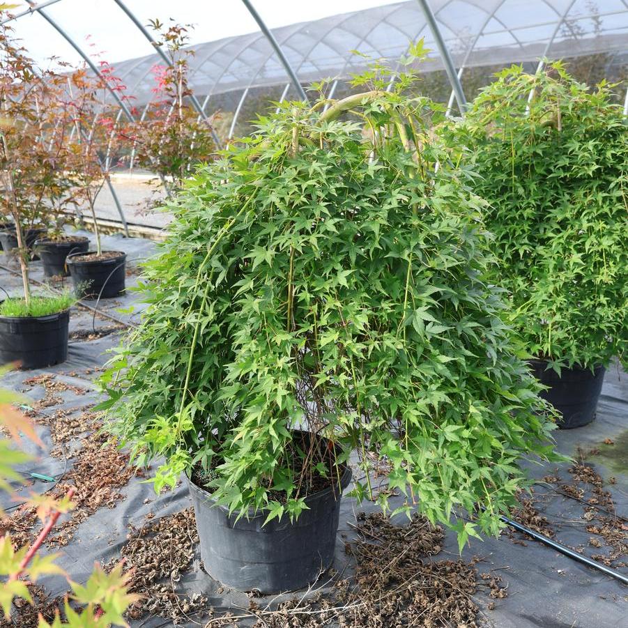 Acer palmatum 'Ryusen' - Japanese Maple from Great Lakes Landscape Supply