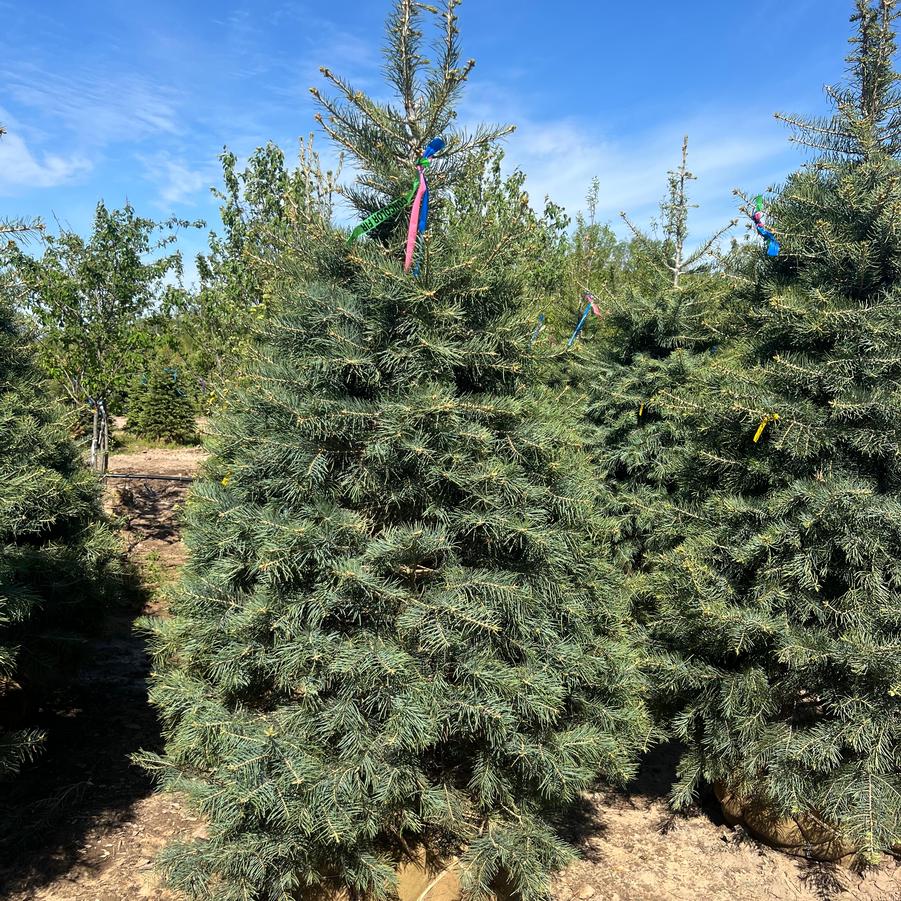 Abies concolor - Concolor Fir from Great Lakes Landscape Supply