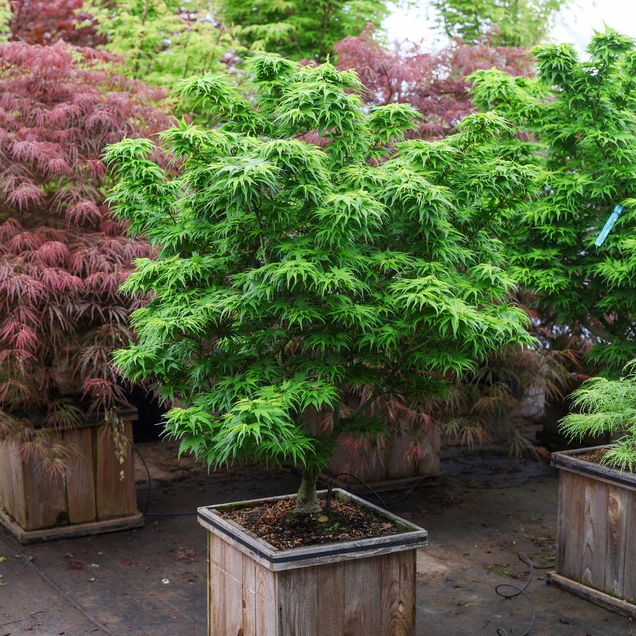 Acer palmatum 'Mikawa Yatsubusa' - Japanese Maple from Great Lakes Landscape Supply