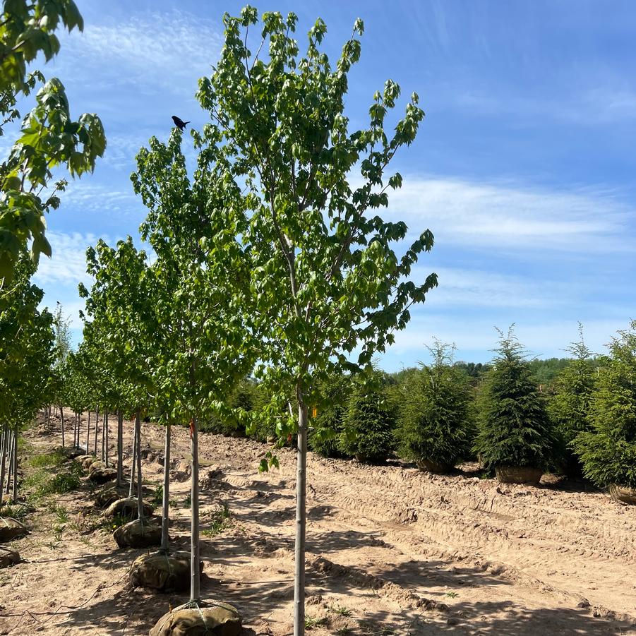 Acer rubrum 'Red Sunset®' - Red Maple from Great Lakes Landscape Supply