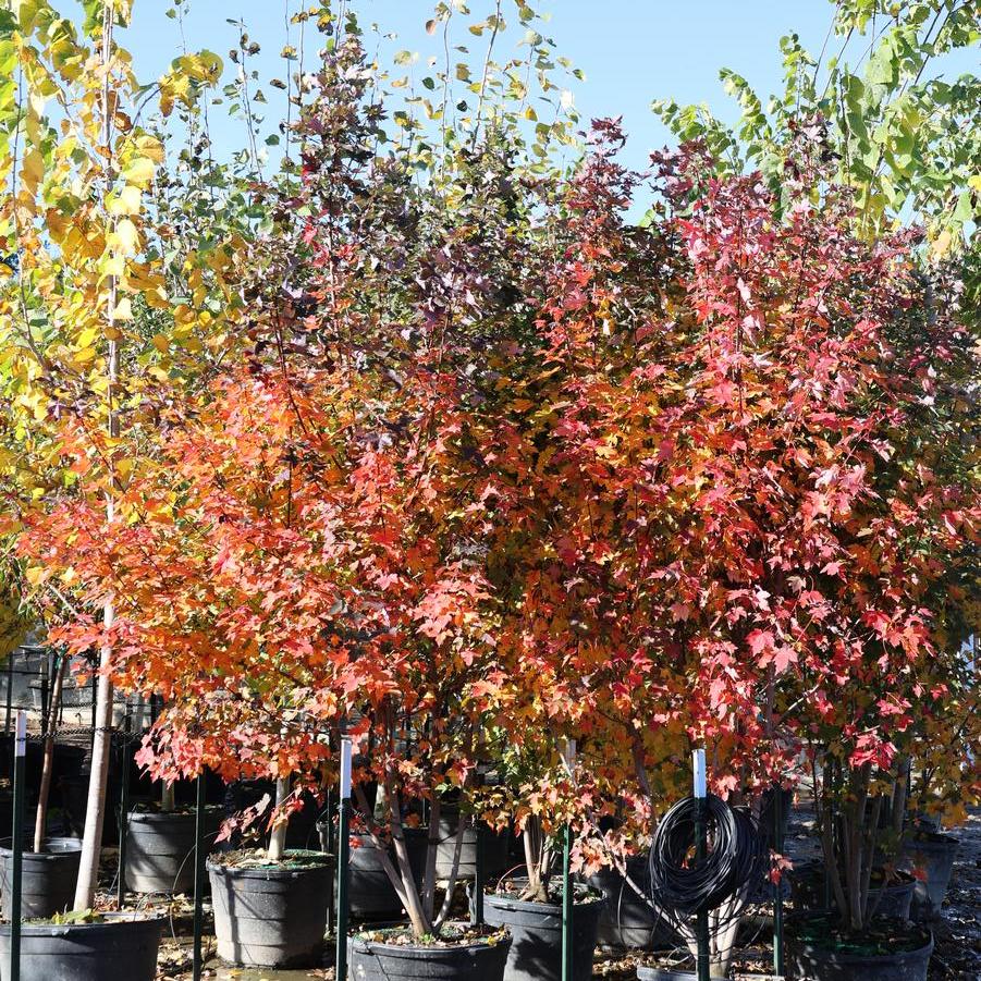 Acer rubrum 'Redpointe®' - Maple from Great Lakes Landscape Supply