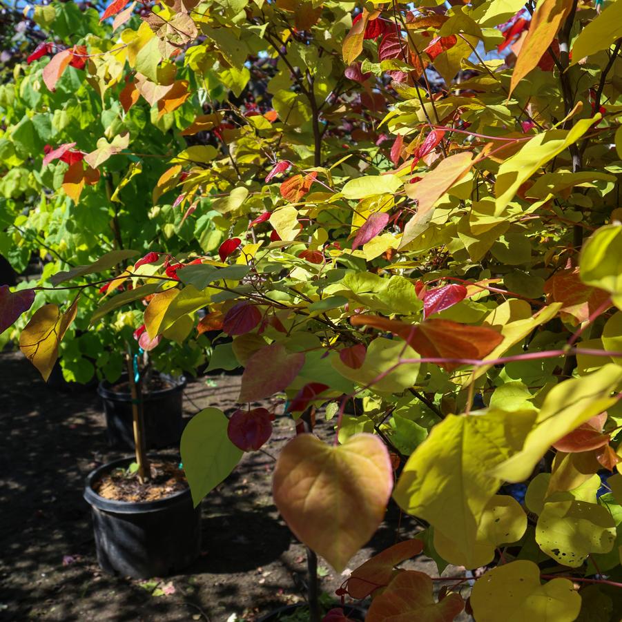 Cercis canadensis 'Flame Thrower®' - Redbud from Great Lakes Landscape Supply
