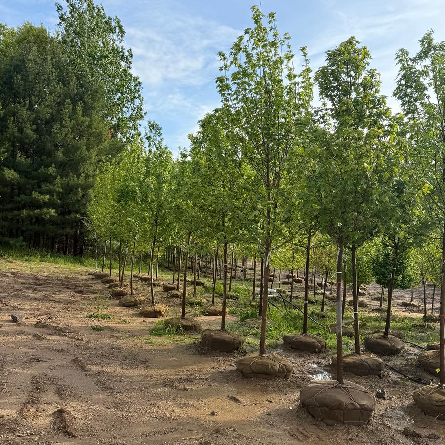 Acer x freemanii 'Autumn Blaze®' - Freeman Maple from Great Lakes Landscape Supply