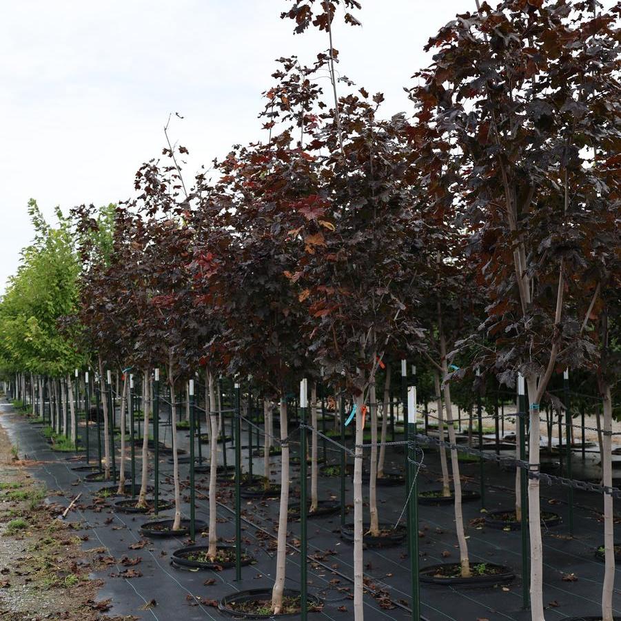 Acer platanoides 'Crimson King' - Norway Maple from Great Lakes Landscape Supply