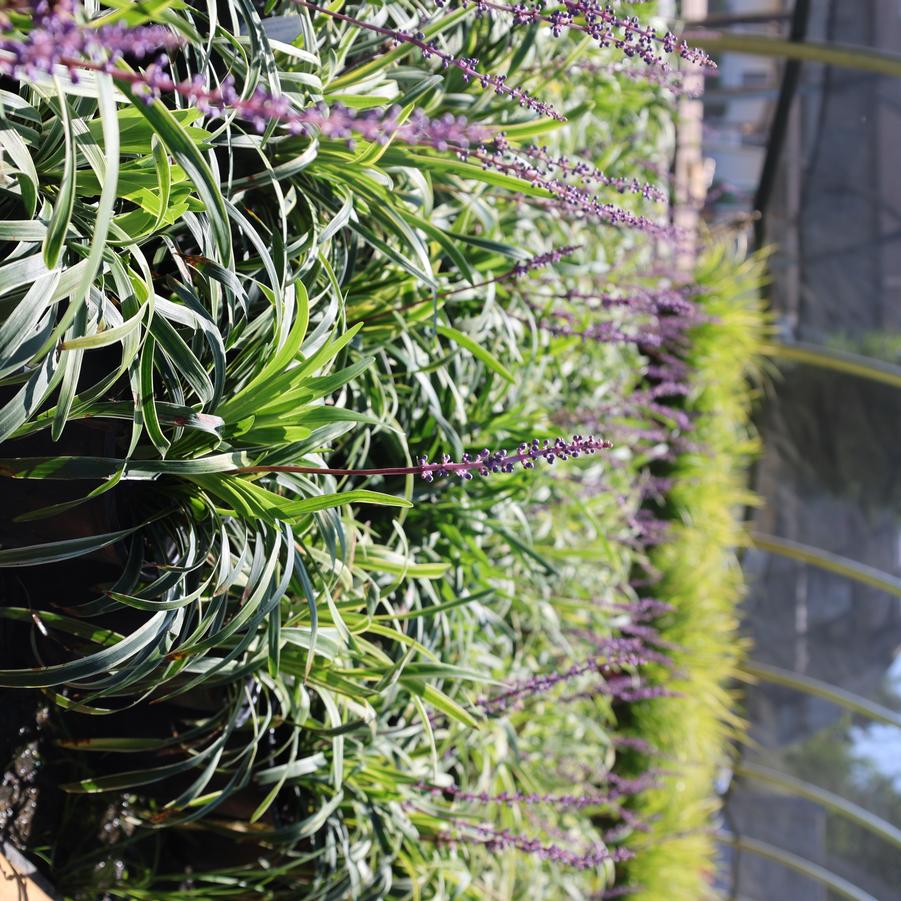 Liriope muscari 'Silvery Sunproof' - Lily-turf from Great Lakes Landscape Supply