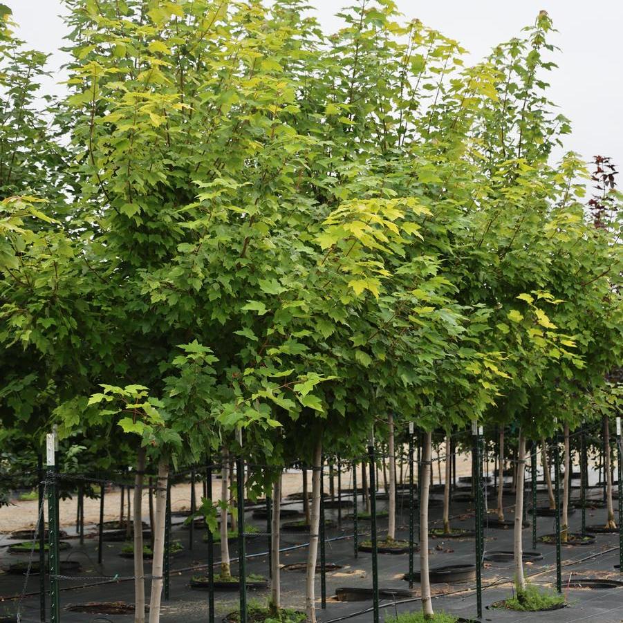 Acer rubrum 'October Glory' - Red Maple from Great Lakes Landscape Supply