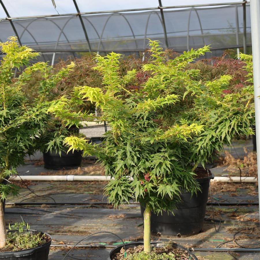 Acer palmatum 'Mikawa Yatsubusa' - Japanese Maple from Great Lakes Landscape Supply