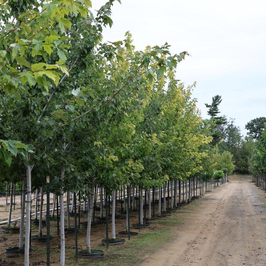 Acer rubrum 'Red Sunset®' - Red Maple from Great Lakes Landscape Supply