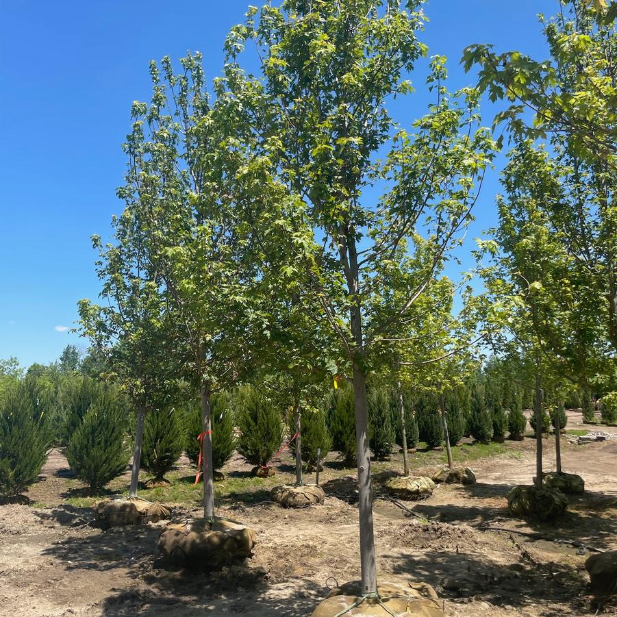 Acer x freemanii 'Autumn Blaze®' - Freeman Maple from Great Lakes Landscape Supply