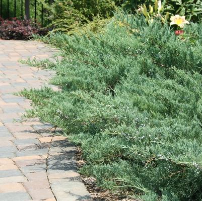 Juniperus virginiana Grey Guardian&trade;