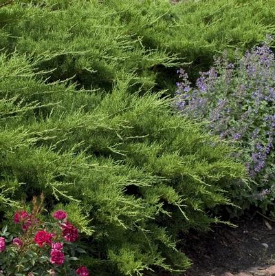 Juniperus chinensis Kallay's Compacta ('Pfitzer Kallay')