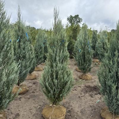Juniperus scopulorum Blue Arrow