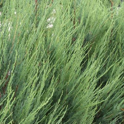 Juniperus scopulorum Skyrocket