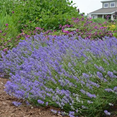 Lavandula angustifolia Blue Cushion