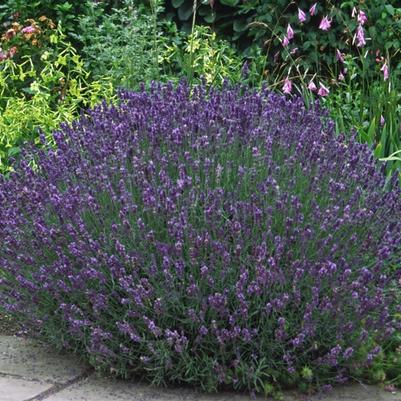 Lavandula angustifolia Hidcote