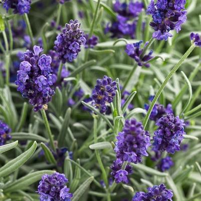 Lavandula angustifolia Sweet Romance&reg;
