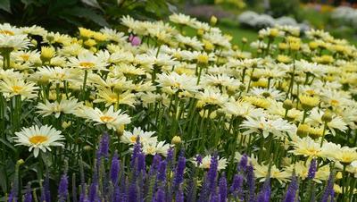 Leucanthemum x superbum Amazing Daisies&reg; Banana Cream II