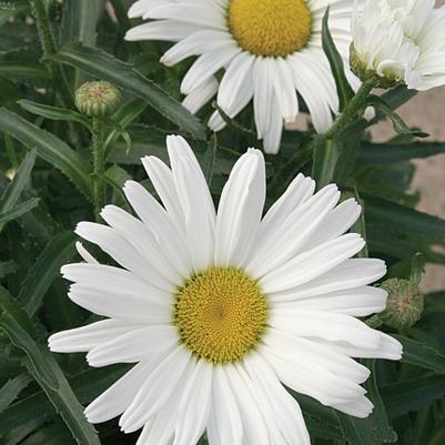 Leucanthemum x superbum Amazing Daisies&reg; Daisy May&reg;
