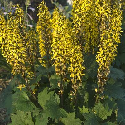 Ligularia stenocephala Little Rocket