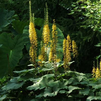 Ligularia stenocephala The Rocket