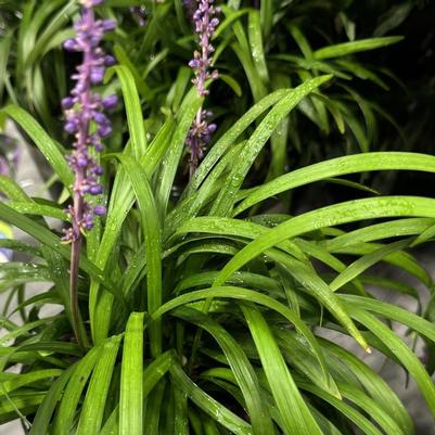 Liriope muscari Royal Purple