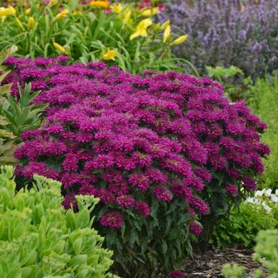Monarda didyma Sugar Buzz&reg; Grape Gumball