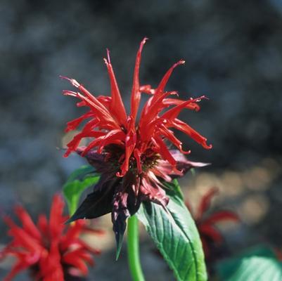Monarda Jacob Cline
