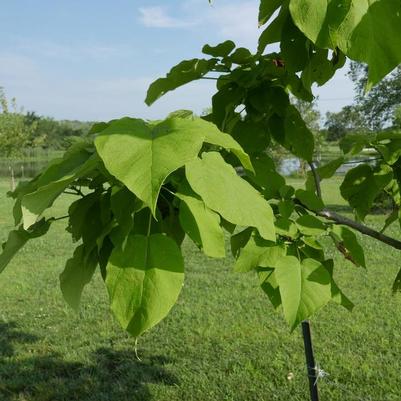 Catalpa speciosa 