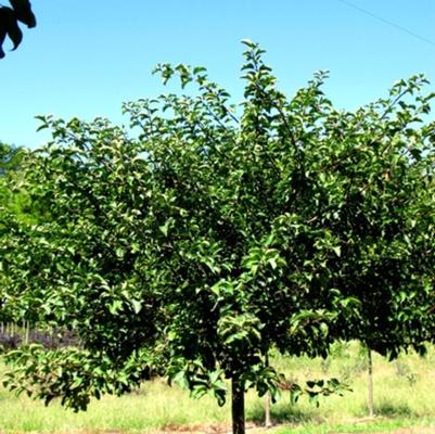 Malus sargentii Tina