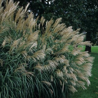 Miscanthus sinensis Silver Feather ('Silberfeder')