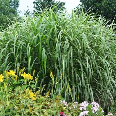 Miscanthus sinensis Cosmopolitan