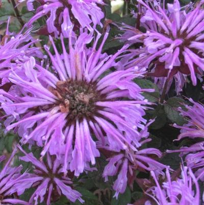 Monarda didyma Sugar Buzz&reg; Blue Moon