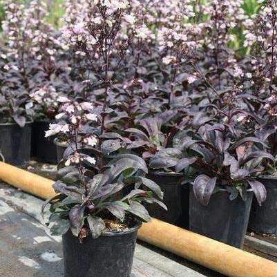 Ophiopogon planiscapus Black Beard