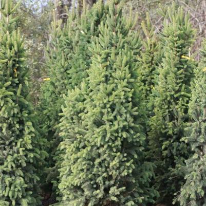 Picea abies Cupressina