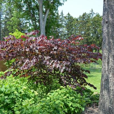 Cercis canadensis Forest Pansy