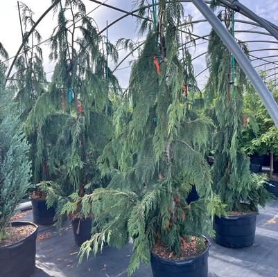 Chamaecyparis nootkatensis Glauca Pendula