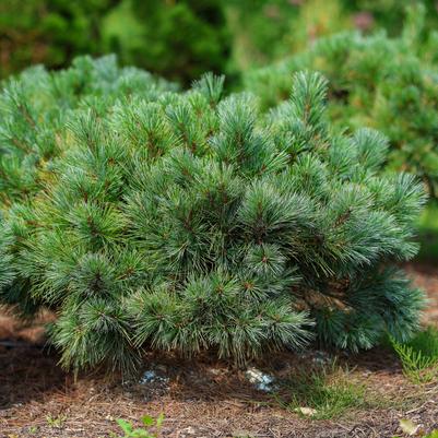 Pinus strobus Nana