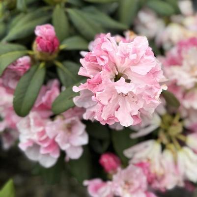 Rhododendron Yaku Prince